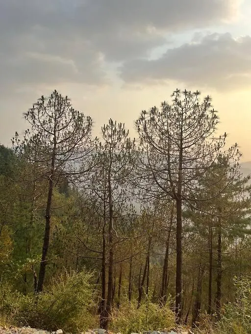 Residence Inn Homestay Shimla 0*,